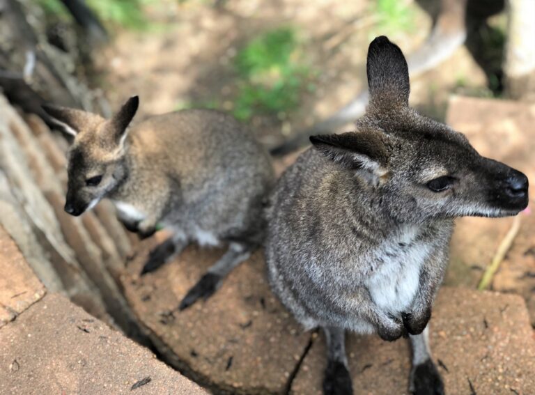 Wallaby