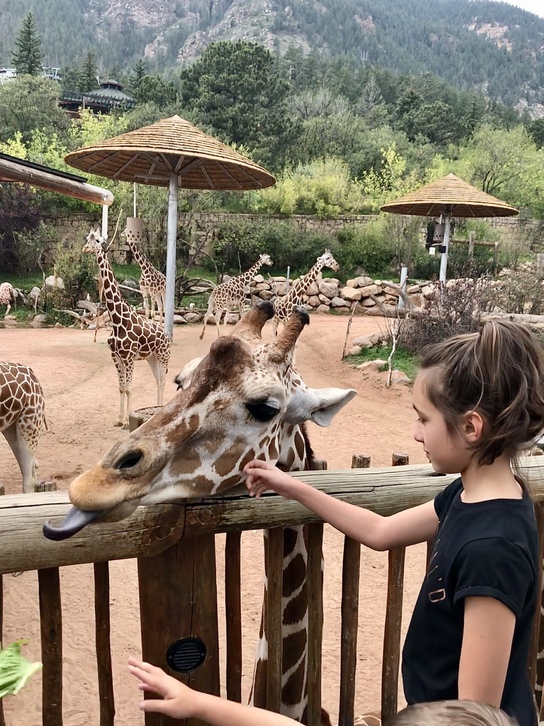 Cheyenne Zoo Colorado Springs