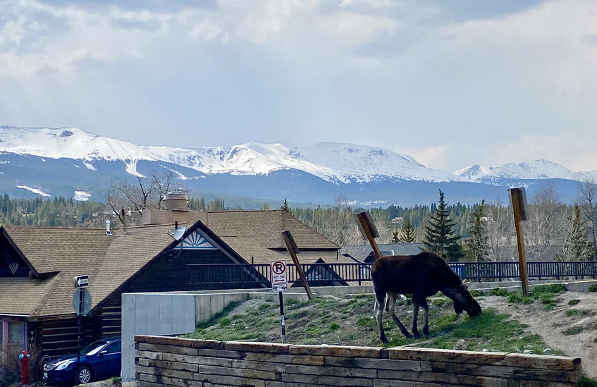 breckenridge wildlife