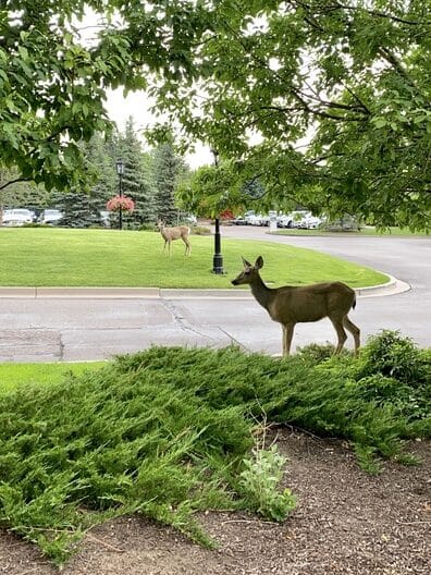 Broadmoor Hotel wild life