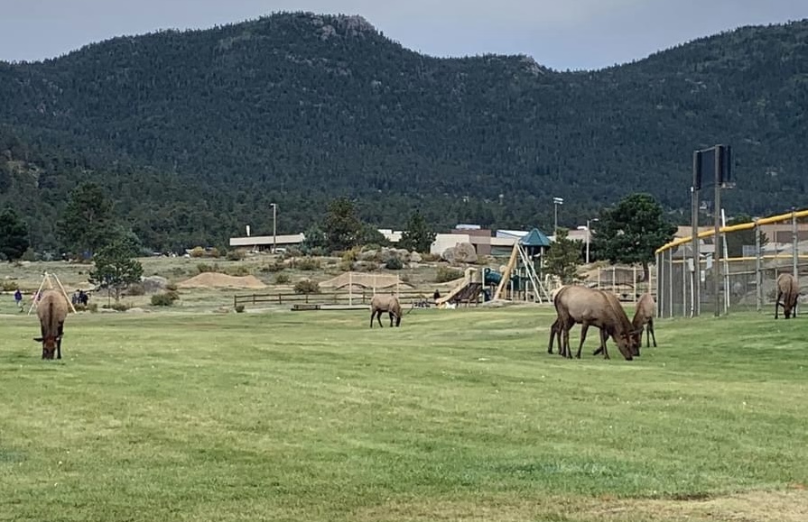 Elks Estes Park