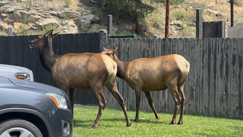 Steamboat springs car service wildlife