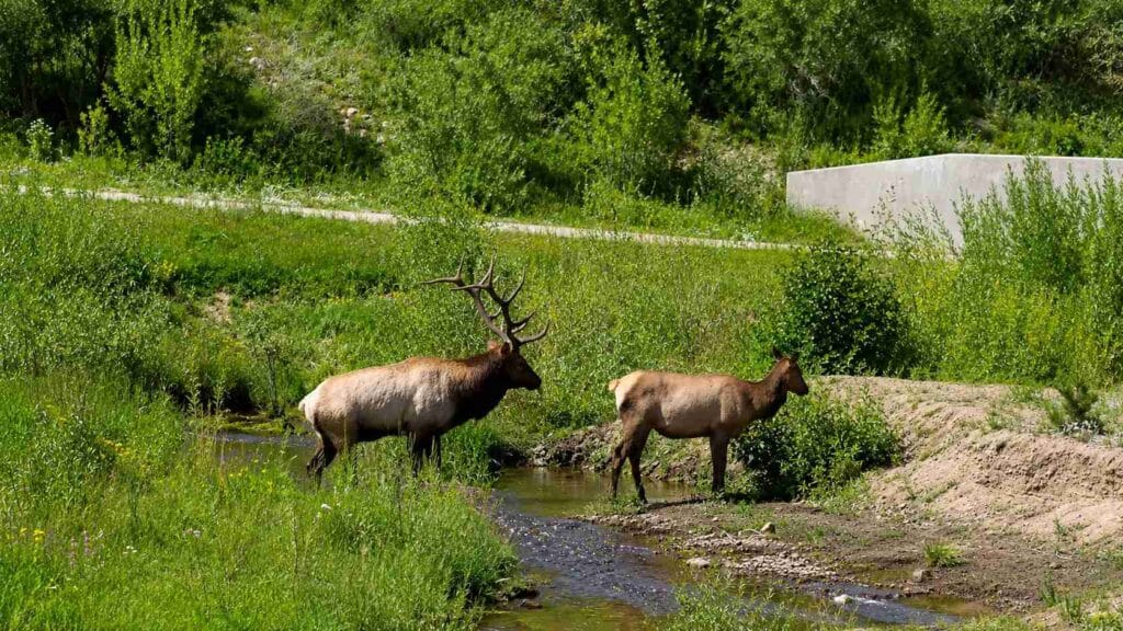 Estes Park private car service